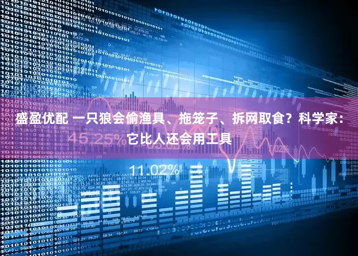 盛盈优配 一只狼会偷渔具、拖笼子、拆网取食？科学家：它比人还会用工具